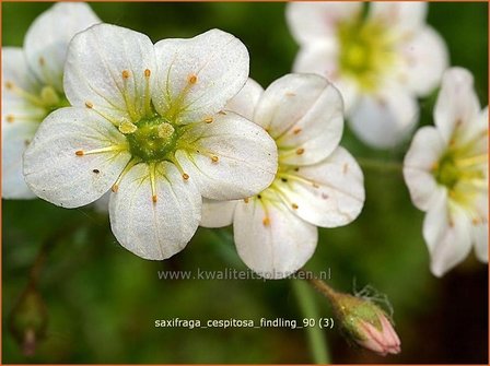 Saxifraga cespitosa &#039;Findling&#039; | Steenbreek, Mossteenbreek