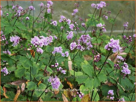 Thalictrum actaeifolium 'Perfume Star' | Ruit
