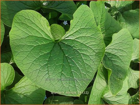 Brunnera sibirica | Siberisch vergeet-mij-nietje