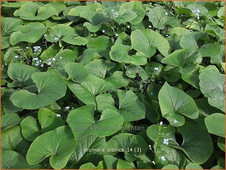 Brunnera sibirica | Siberisch vergeet-mij-nietje