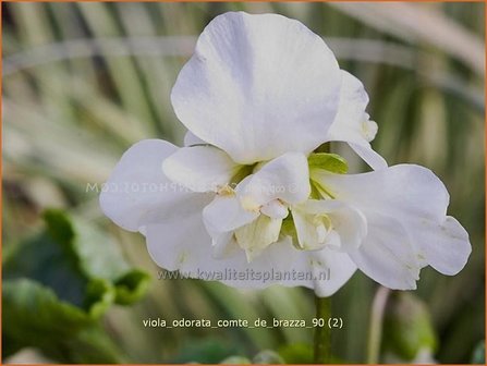 Viola odorata &#039;Comte de Brazza&#039; | Maarts viooltje, Viooltje