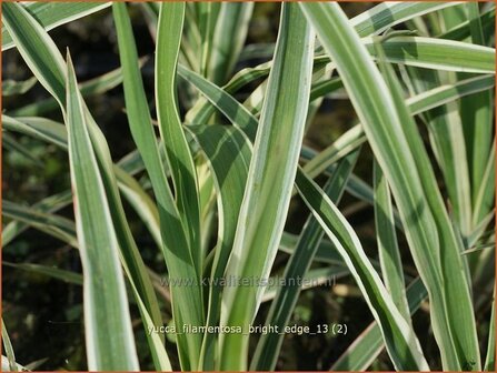 Yucca filamentosa &#039;Bright Edge&#039; | Palmlelie