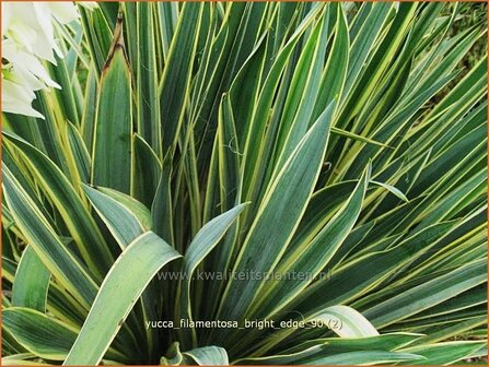 Yucca filamentosa &#039;Bright Edge&#039; | Palmlelie