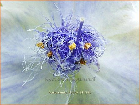 Tradescantia &#039;Osprey&#039; | Eendagsbloem, Vaderplant