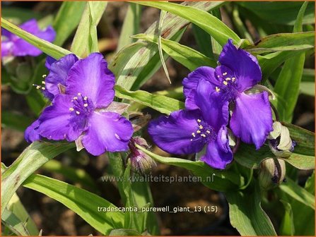 Tradescantia &#039;Purewell Giant&#039; | Eendagsbloem, Vaderplant, Matrozensla | Dreimasterblume