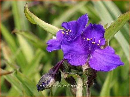 Tradescantia &#039;Purewell Giant&#039; | Eendagsbloem, Vaderplant, Matrozensla | Dreimasterblume