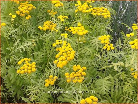 Tanacetum vulgare &#039;Isla Gold&#039; | Boerenwormkruid, Wormkruid