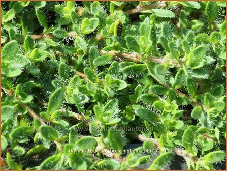 Thymus praecox 'Bressingham' | Kruiptijm, Tijm