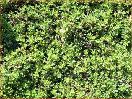 Thymus praecox 'Bressingham' | Kruiptijm, Tijm