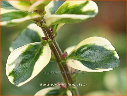 Thymus pulegioides 'Foxley' | Grote tijm, Tijm