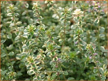 Thymus pulegioides &#039;Foxley&#039; | Grote tijm, Tijm