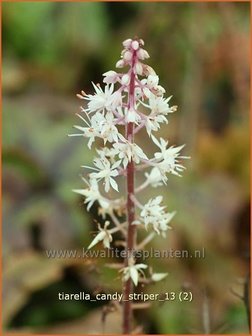Tiarella 'Candy Striper' | Schuimbloem, Perzische muts