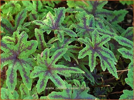 Tiarella &#039;Cascade Creeper&#039; | Schuimbloem, Perzische muts