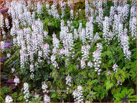 Tiarella &#039;Cascade Creeper&#039; | Schuimbloem, Perzische muts