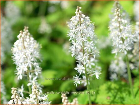 Tiarella cordifolia &#039;Moorblut&#039; | Schuimbloem, Perzische muts