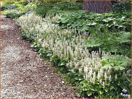 Tiarella cordifolia &#039;Moorblut&#039; | Schuimbloem, Perzische muts