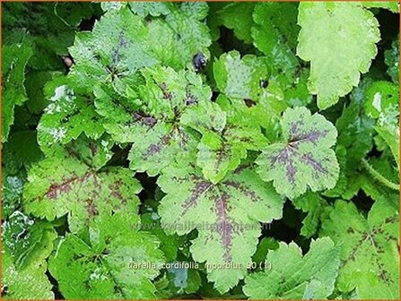 Tiarella cordifolia &#039;Moorblut&#039; | Schuimbloem, Perzische muts