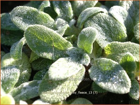 Stachys byzantina &#039;Silky Fleece&#039; | Ezelsoor, Andoorn, Bereoren