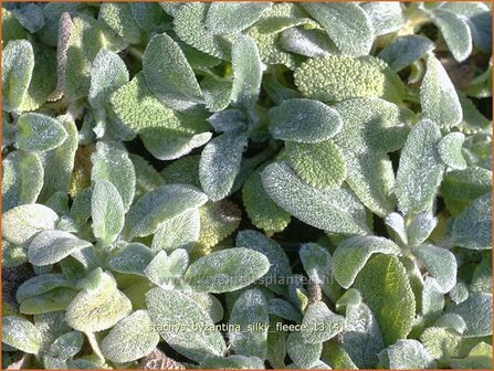 Stachys byzantina &#039;Silky Fleece&#039; | Ezelsoor, Andoorn, Bereoren