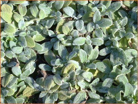 Stachys byzantina &#039;Silky Fleece&#039; | Ezelsoor, Andoorn, Bereoren