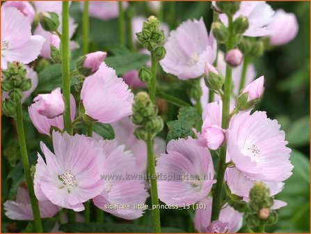 Sidalcea &#039;Little Princess&#039; | Griekse malva