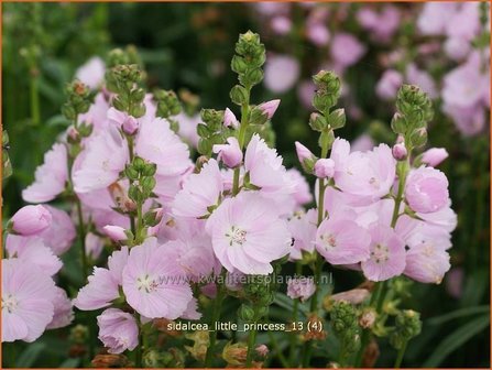 Sidalcea &#039;Little Princess&#039; | Griekse malva