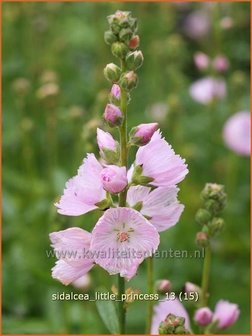 Sidalcea &#039;Little Princess&#039; | Griekse malva