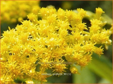 Solidago &#039;Goldkind&#039; | Guldenroede