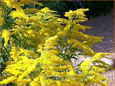 Solidago &#039;Goldkind&#039; | Guldenroede