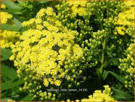 Solidago &amp;#39;Little Lemon&amp;#39; | Guldenroede | Goldrute