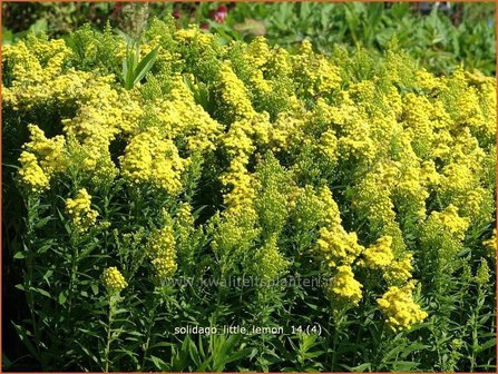 Solidago &amp;#39;Little Lemon&amp;#39; | Guldenroede | Goldrute