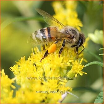 Solidago &#039;Super&#039; | Guldenroede