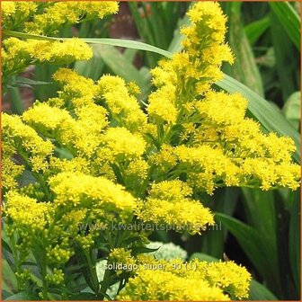 Solidago &#039;Super&#039; | Guldenroede