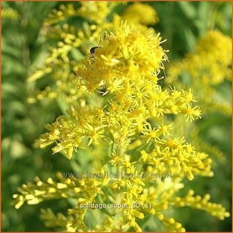 Solidago &#039;Super&#039; | Guldenroede