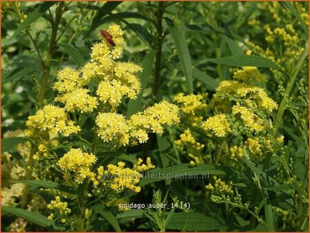 Solidago &#039;Super&#039; | Guldenroede