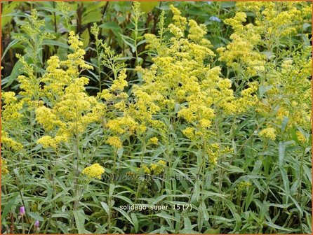 Solidago &#039;Super&#039; | Guldenroede