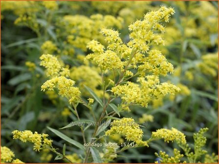 Solidago &#039;Super&#039; | Guldenroede