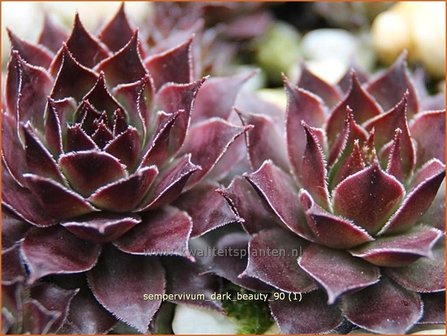 Sempervivum &#039;Dark Beauty&#039; | Huislook, Donderblad | Hauswurz | Houseleek