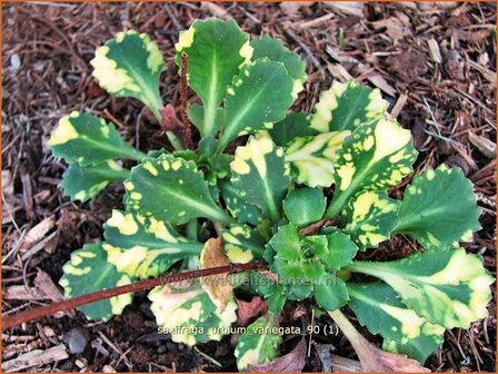 Saxifraga urbium &#039;Variegata&#039; | Steenbreek, Schildersverdriet, Menistenzusjes