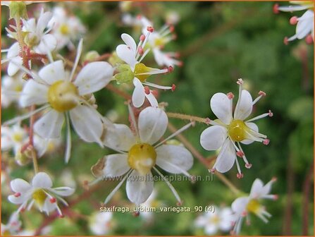 Saxifraga urbium &#039;Variegata&#039; | Steenbreek, Schildersverdriet, Menistenzusjes
