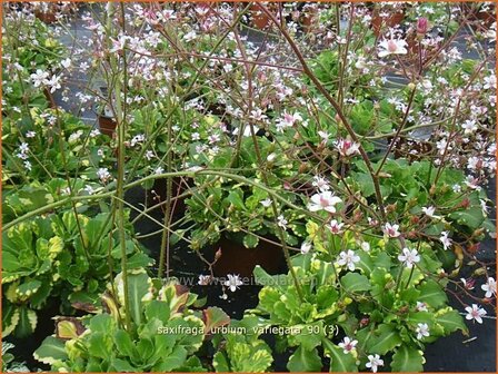 Saxifraga urbium &#039;Variegata&#039; | Steenbreek, Schildersverdriet, Menistenzusjes