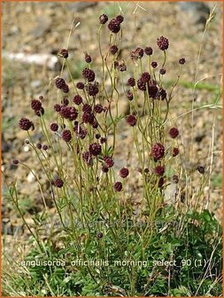 Sanguisorba officinalis &#039;Morning Select&#039; | Pimpernel