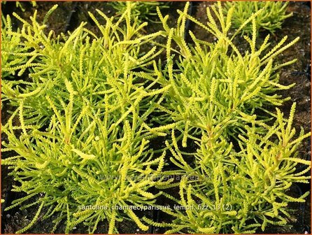 Santolina chamaecyparissus 'Lemon Fizz' | Heiligenbloem, Cipressenkruid