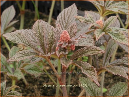 Rodgersia &amp;#39;Bronze Peacock&amp;#39; | Schout-bij-nacht, Kijkblad | Schaublatt