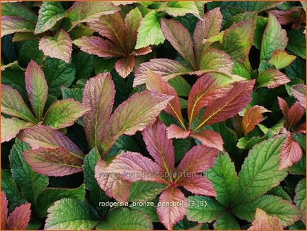 Rodgersia &amp;#39;Bronze Peacock&amp;#39; | Schout-bij-nacht, Kijkblad | Schaublatt