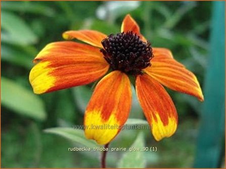 Rudbeckia triloba &#039;Prairie Glow&#039; | Zonnehoed