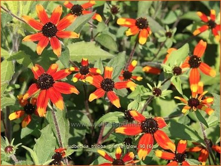 Rudbeckia triloba &#039;Prairie Glow&#039; | Zonnehoed