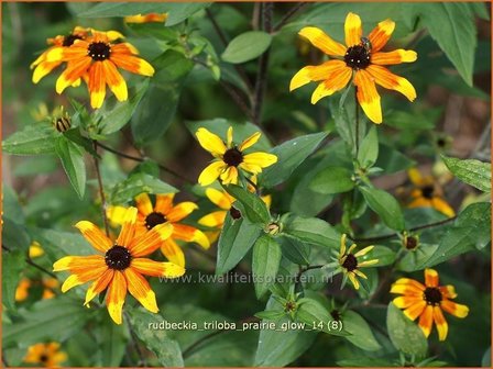 Rudbeckia triloba &#039;Prairie Glow&#039; | Zonnehoed