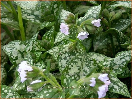 Pulmonaria &#039;Moonshine&#039; | Longkruid