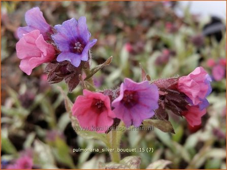 Pulmonaria &#039;Silver Bouquet&#039; | Longkruid